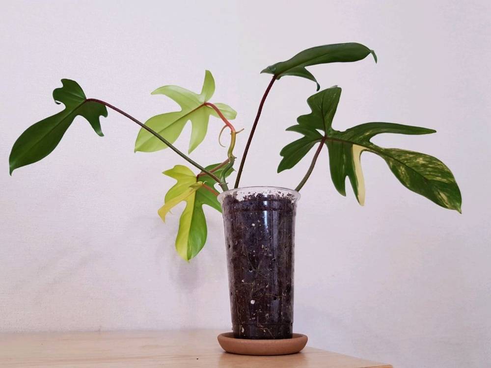 필로덴드론 플로리다 뷰티 바리에가타 이미지