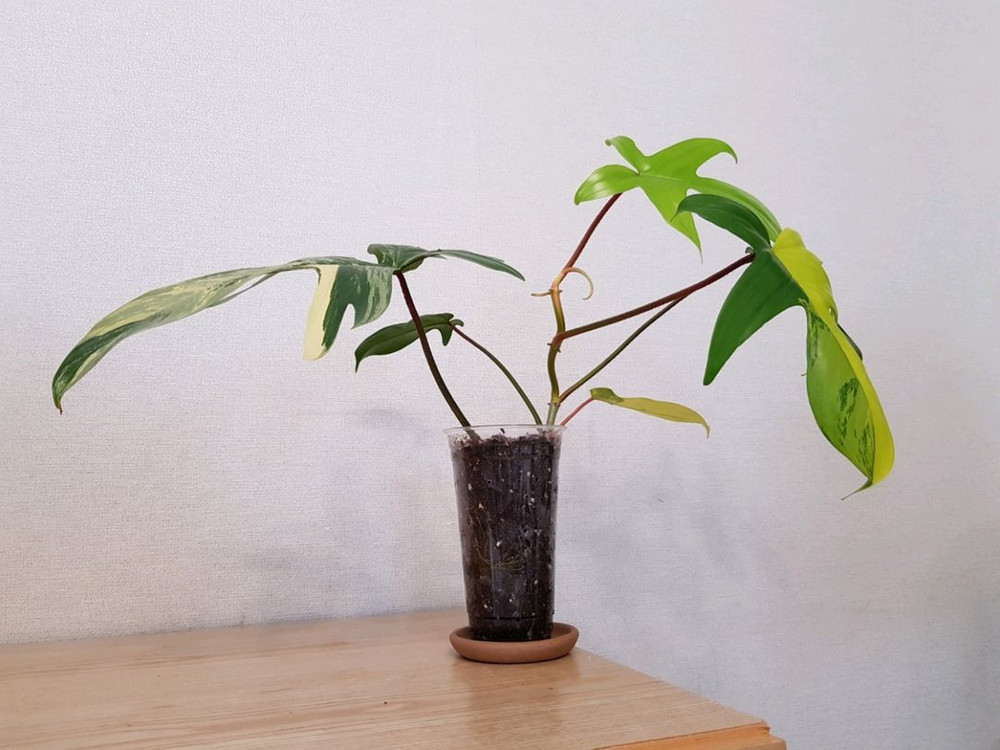 필로덴드론 플로리다 뷰티 바리에가타 이미지