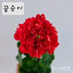 끝순이 제라늄