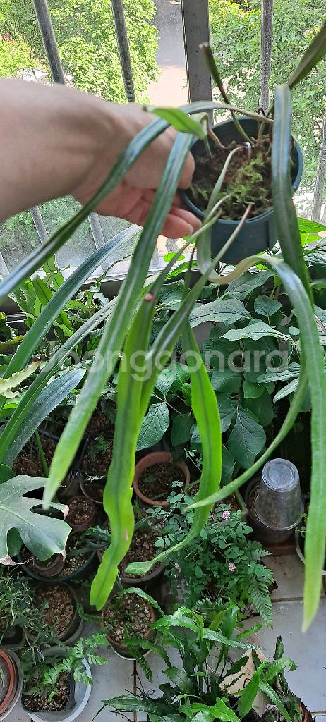 피로시아 롱기폴리아 고사리--0