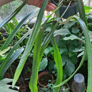 피로시아 롱기폴리아 고사리