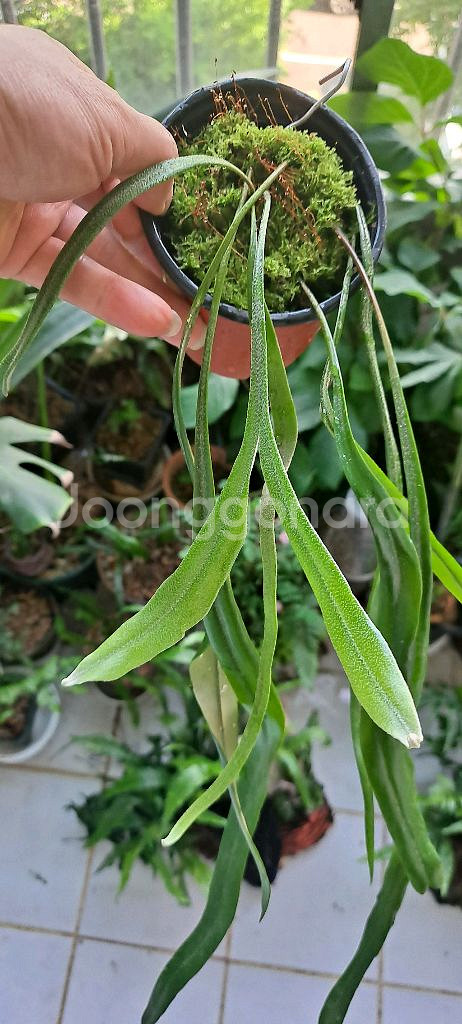 피로시아 롱기폴리아 고사리--1