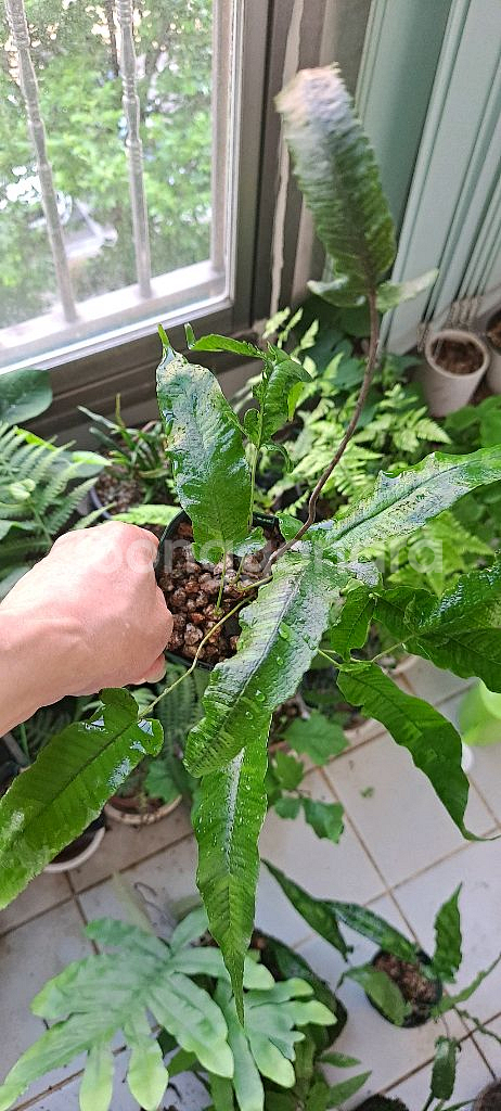 무늬삼엽충고사리--0