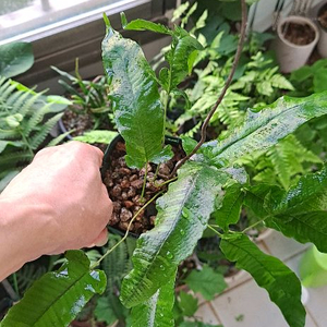 무늬삼엽충고사리