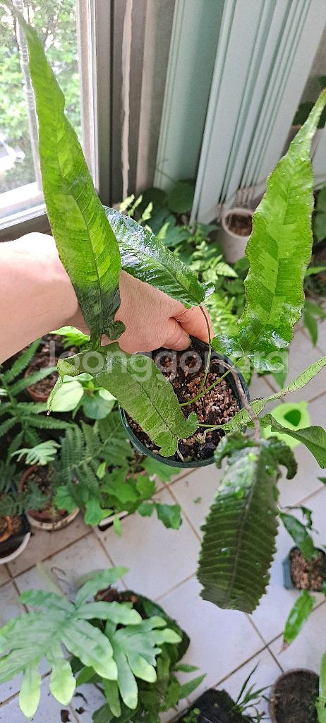 무늬삼엽충고사리--1