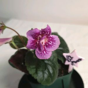 Srgs Blue flam (블루프레임)미니신닌기아