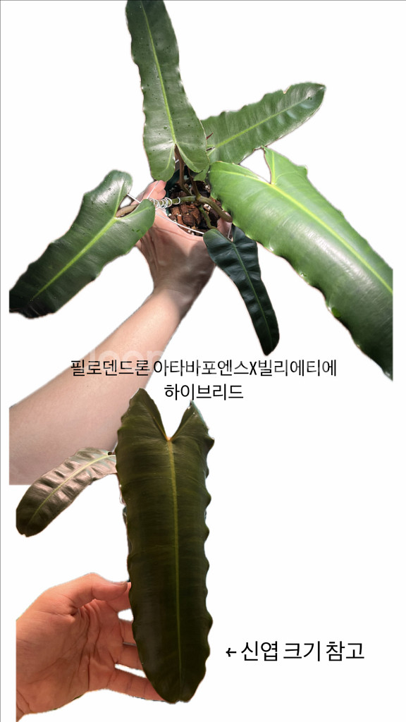 필로덴드론 아타바포엔스x빌리에티에--0