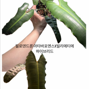 필로덴드론 아타바포엔스x빌리에티에