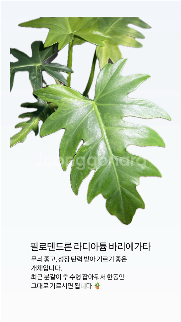 필로덴드론 라디아튬 바리에가타--1