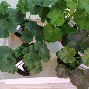 물병자리별과 제라늄3종 세트