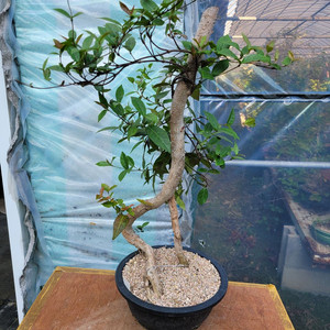 백화등 마삭줄 분재 화분포함 정원수 조경수 인테리어식물