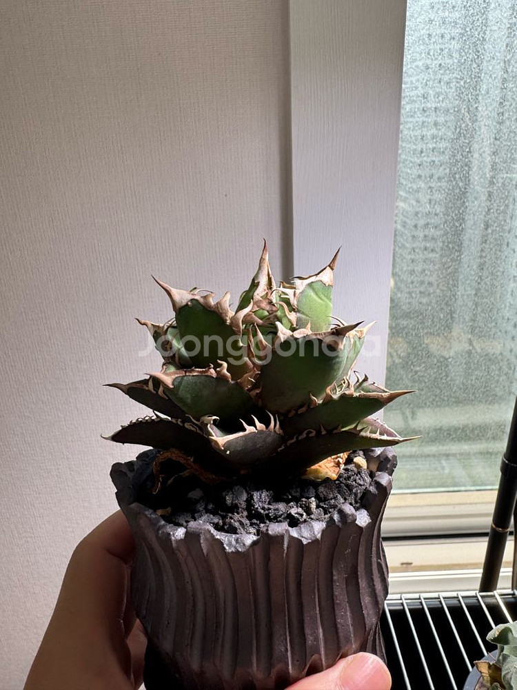 아가베 레드캣 위즐--0