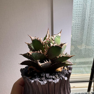 아가베 레드캣 위즐