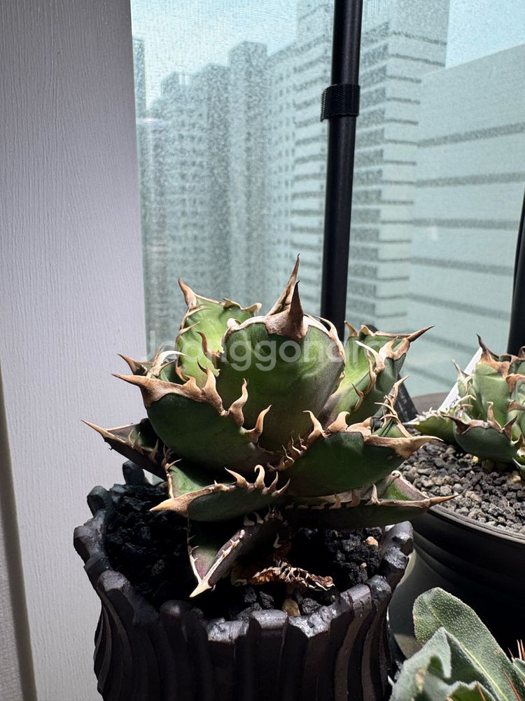 아가베 레드캣 위즐--1