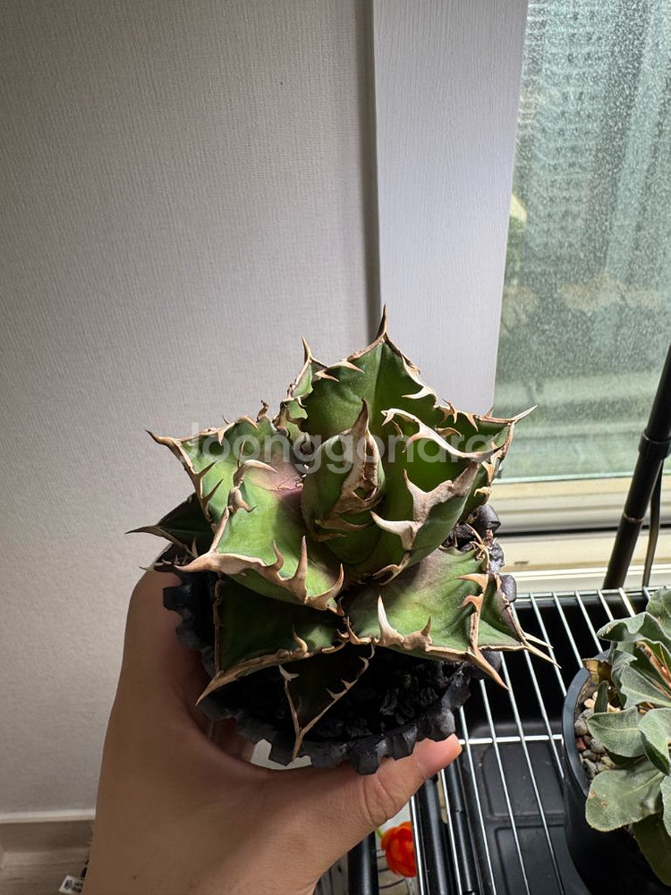 아가베 레드캣 위즐--2