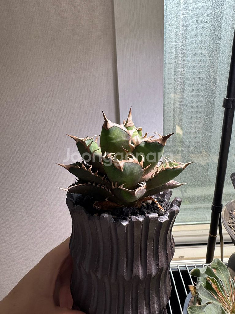 아가베 레드캣 위즐--3