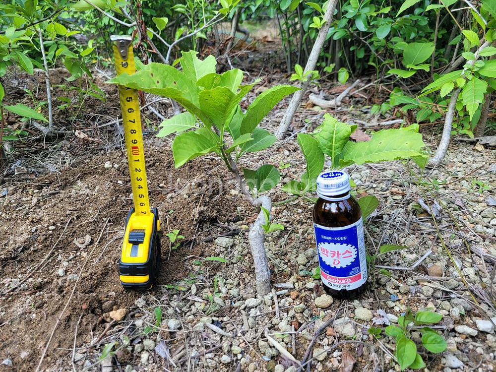 진궁 참빗살나무 정원수 조경수 인테리어식물--2