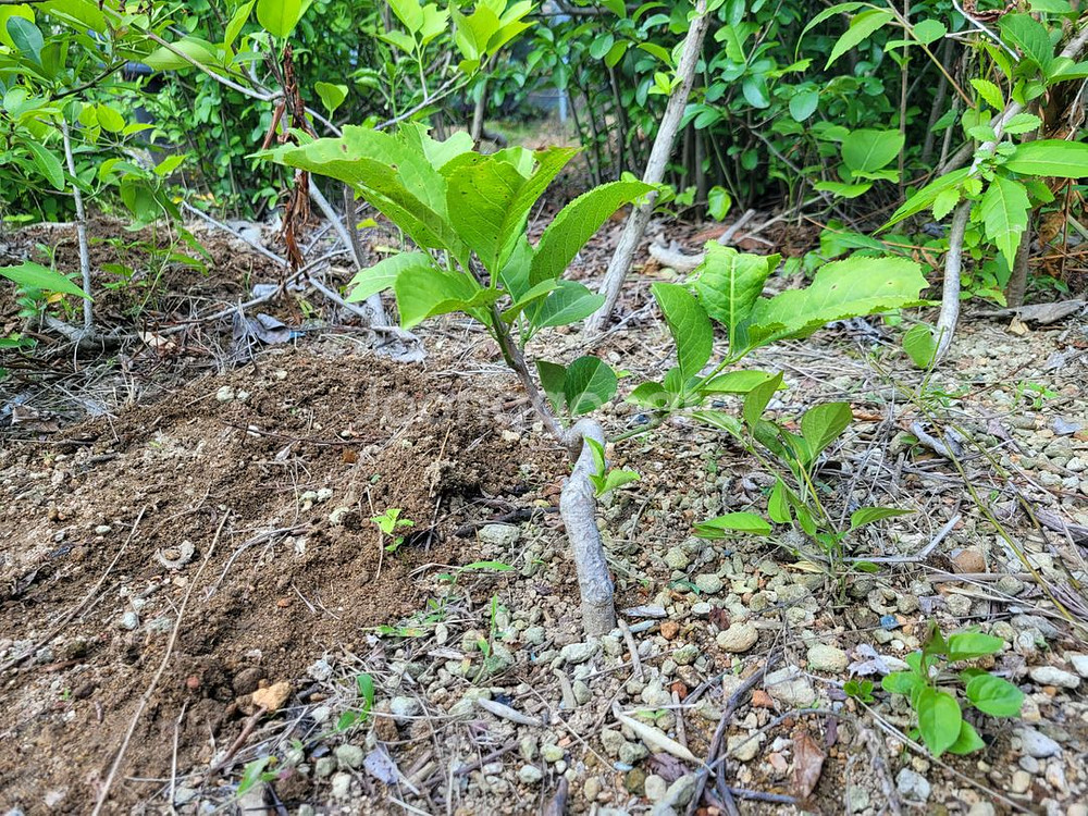 진궁 참빗살나무 정원수 조경수 인테리어식물--0