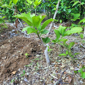 진궁 참빗살나무 정원수 조경수 인테리어식물