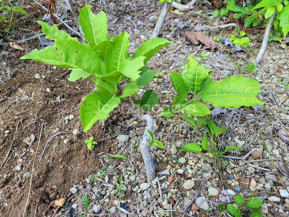 진궁 참빗살나무 정원수 조경수 인테리어식물--1