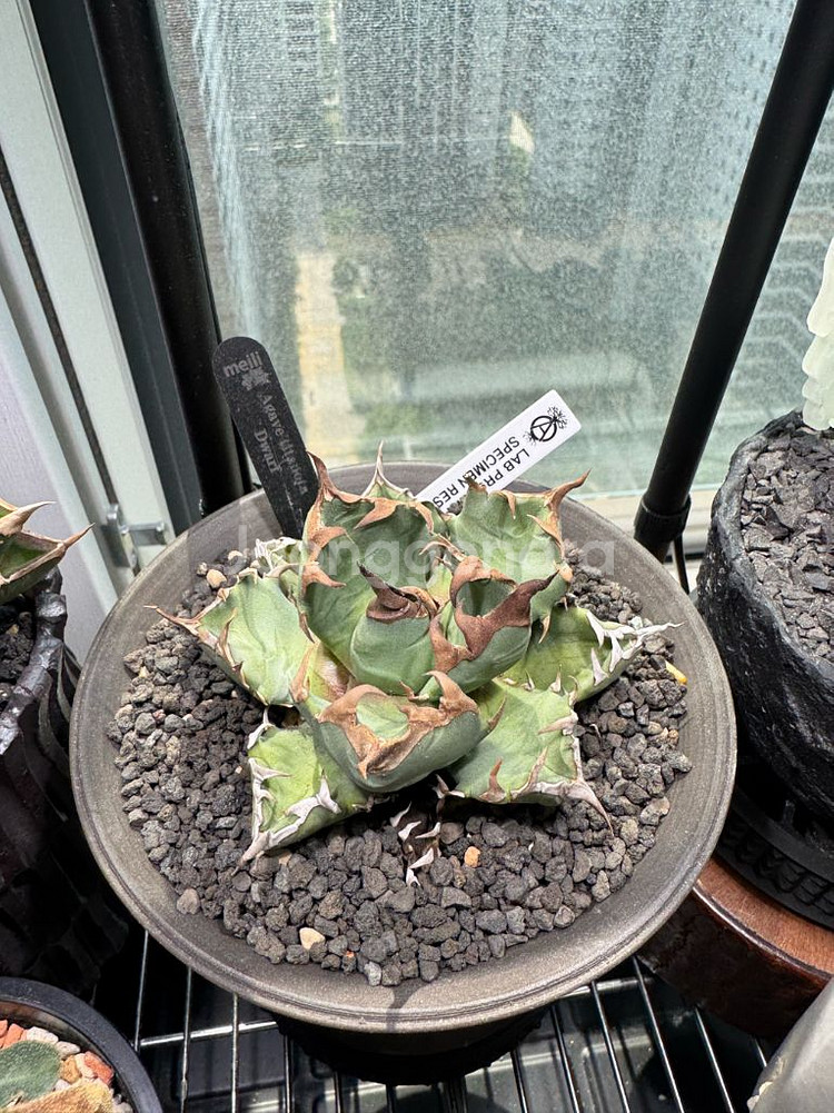 아가베 티타노타 드워프--1