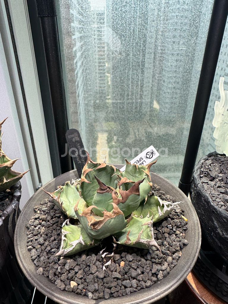 아가베 티타노타 드워프--0