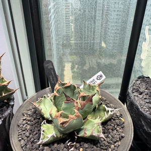 아가베 티타노타 드워프