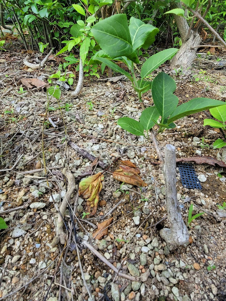 진궁 참빗살나무 정원수 조경수 인테리어식물--2