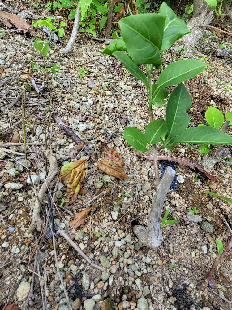 진궁 참빗살나무 정원수 조경수 인테리어식물--0