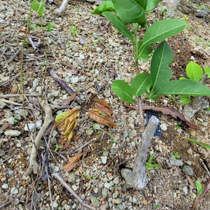 진궁 참빗살나무 정원수 조경수 인테리어식물