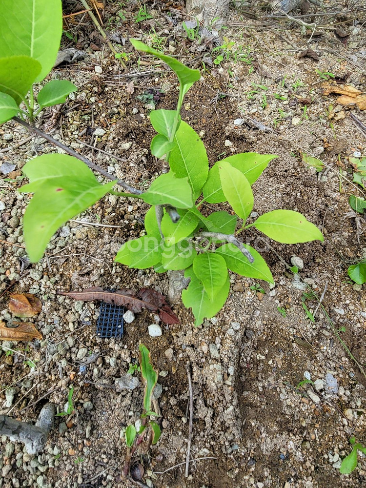 진궁 참빗살나무 정원수 조경수 인테리어식물--2