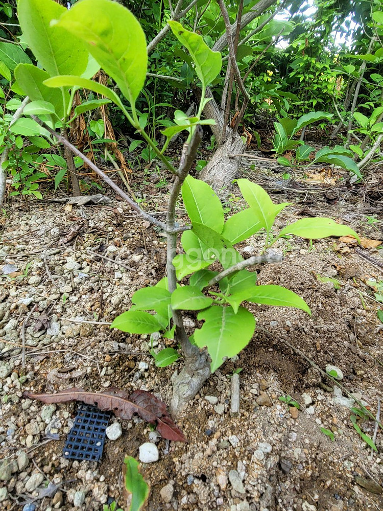 진궁 참빗살나무 정원수 조경수 인테리어식물--3