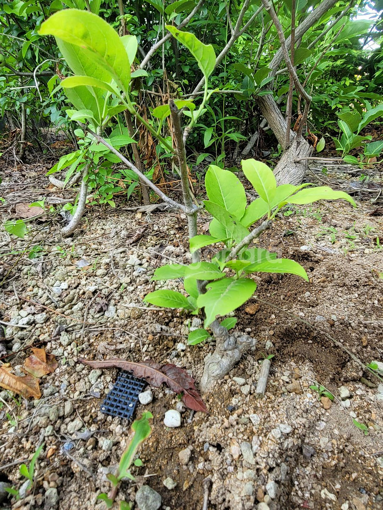 진궁 참빗살나무 정원수 조경수 인테리어식물--1