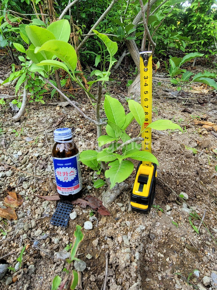 진궁 참빗살나무 정원수 조경수 인테리어식물--0