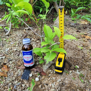 진궁 참빗살나무 정원수 조경수 인테리어식물