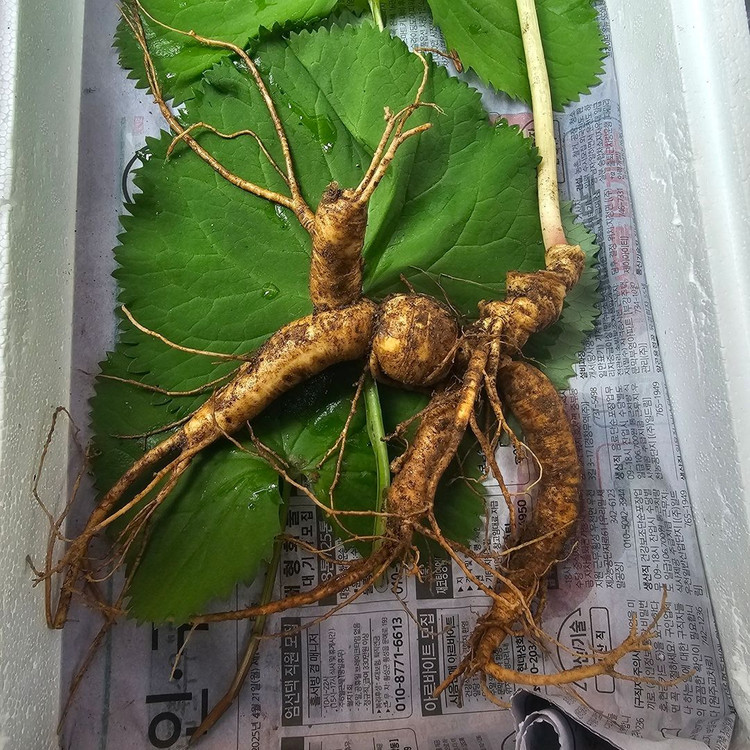 20년~25년 자연산 야생산삼 팝니다 이미지