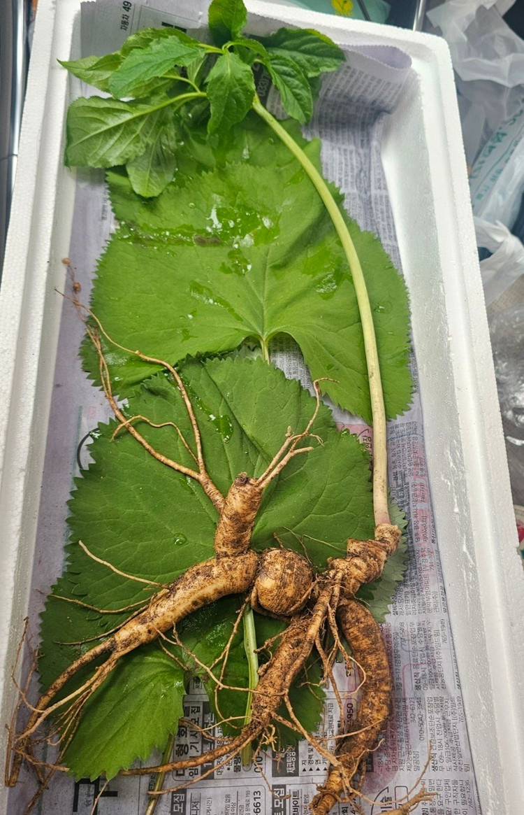 20년~25년 자연산 야생산삼 팝니다 이미지