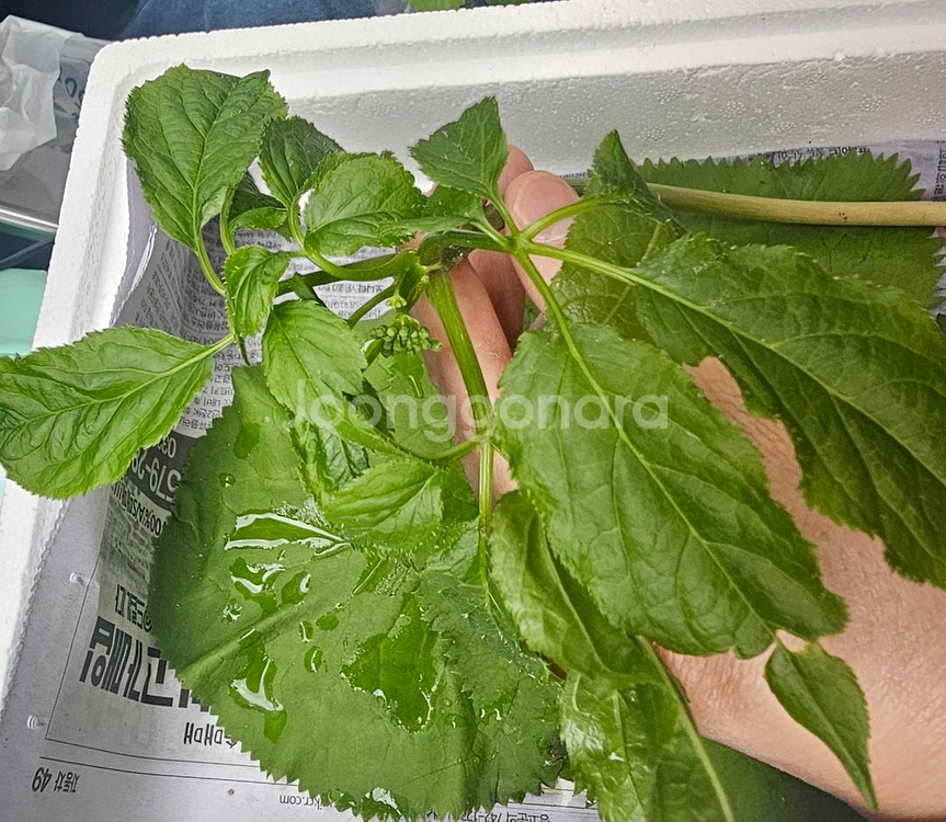 20년~25년 자연산 야생산삼 팝니다--0