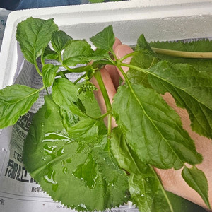 20년~25년 자연산 야생산삼 팝니다
