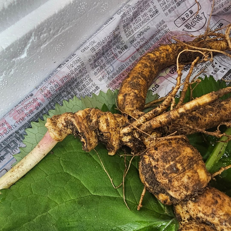 20년~25년 자연산 야생산삼 팝니다 이미지