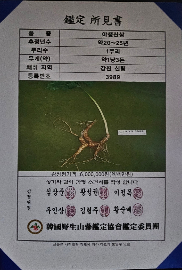 20년~25년 자연산 야생산삼 팝니다 이미지