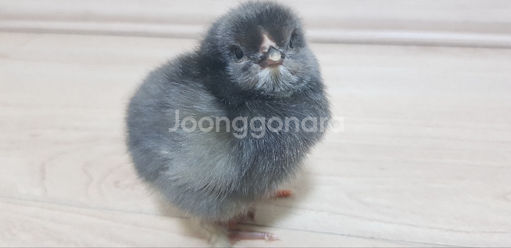 병아리 부화기 대여해드립니다 (본문글 읽어주세요--0