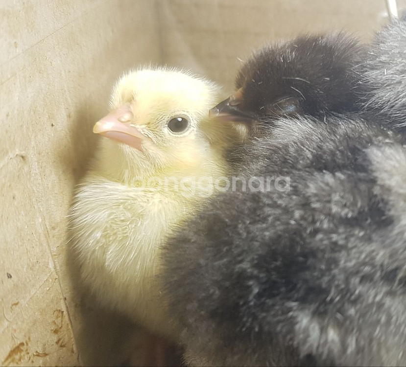 병아리,메추리등 조류 부화기 대여해드립니다--0