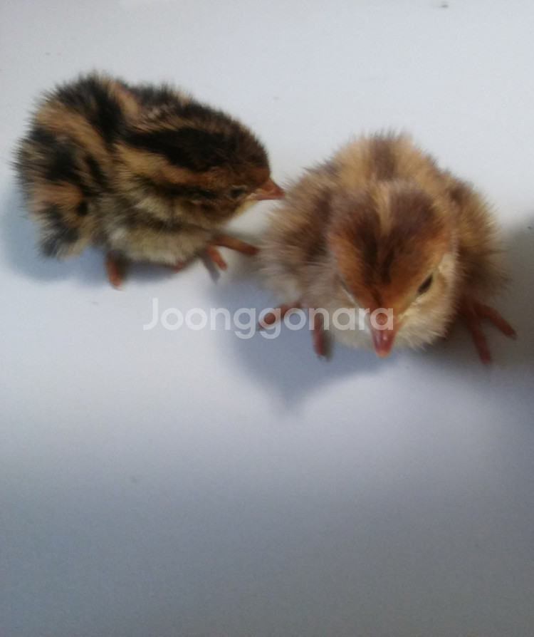 병아리,메추리등 조류 부화기 대여해드립니다--2