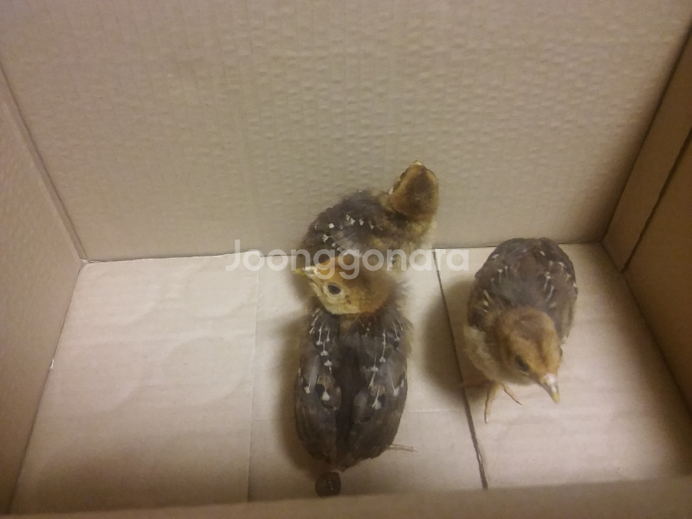 병아리,메추리등 조류 부화기 대여해드립니다--3