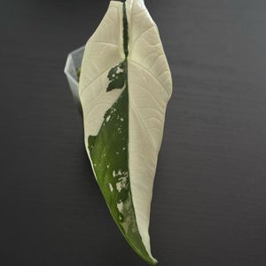 심포 알보 바리에가타