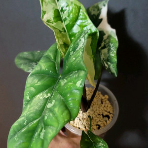 알로카시아 심포바리에가타