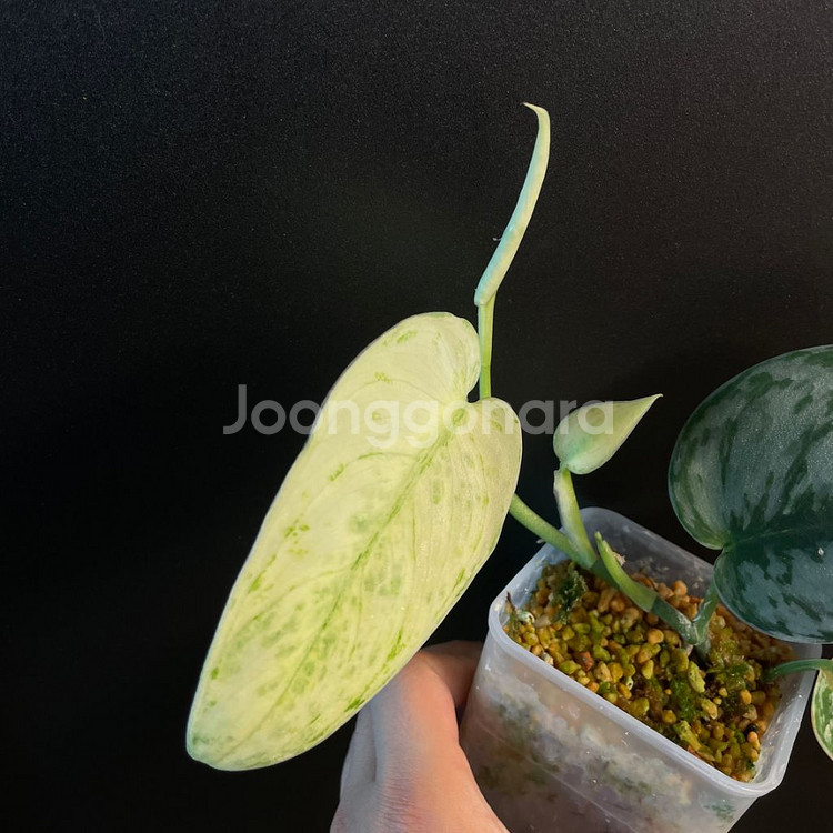 스킨답서스 홀로그램--1