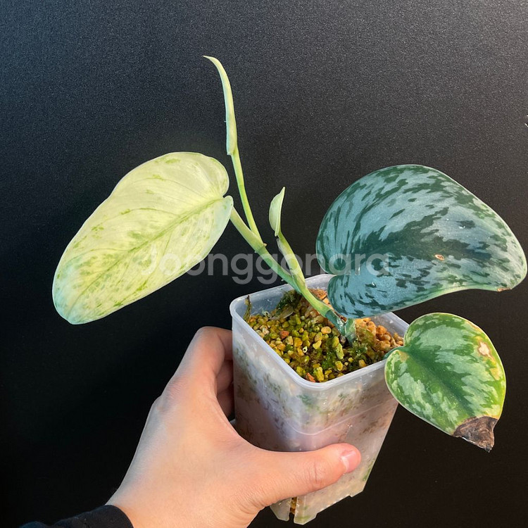 스킨답서스 홀로그램--0