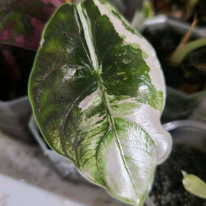 알로카시아 아즈라니 화이트핑크